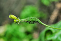 3 days old fruit