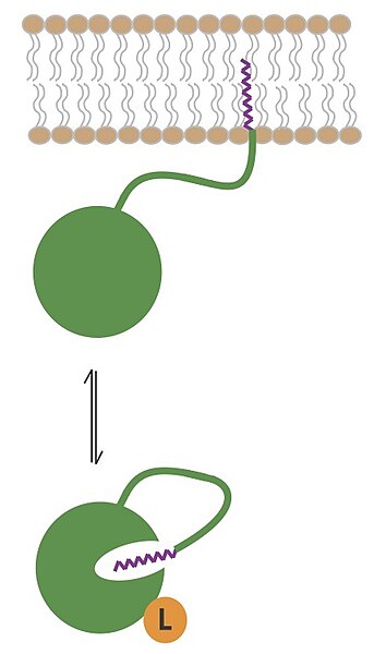 File:Myristoylligandswitch.jpg