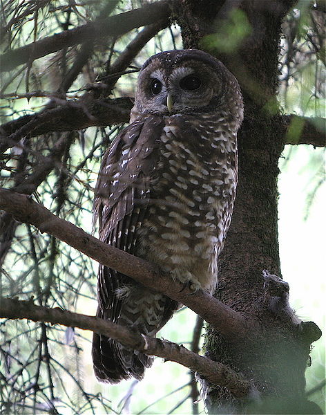 File:NorthernSpottedOwlOregonZoo.jpg