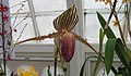 帝王兜兰 Paphiopedilum rothschildianum