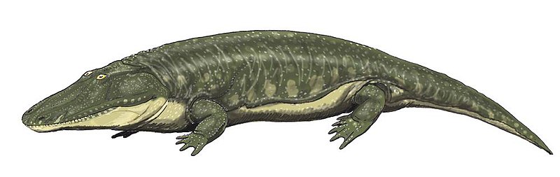 Файл:Parotosuchus orenb12DB.jpg