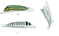 Larva and pupa