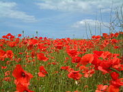 Poppies near Kelling, North Norfolk, UK, June 2002