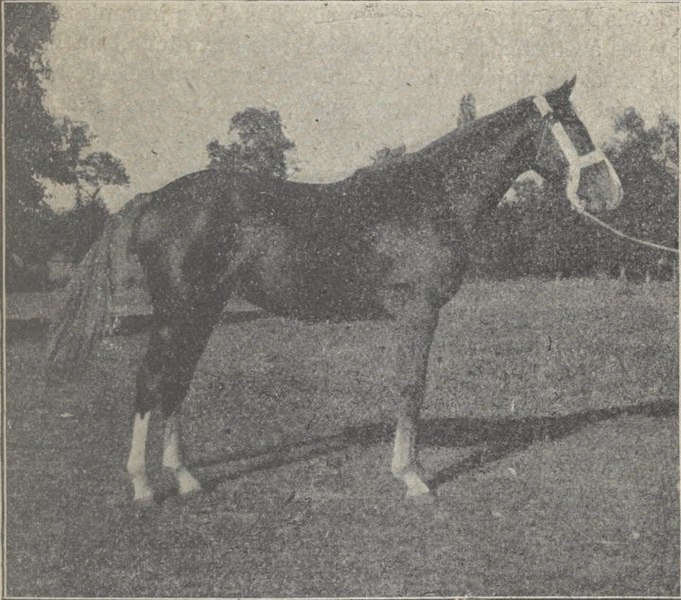 File:Pouliche limousine.jpg