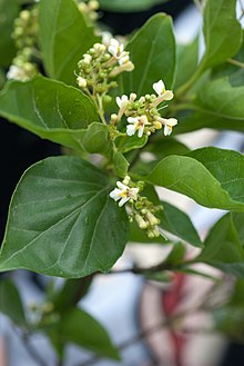 "Premna microphylla"