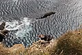 A puffin at Látrabjarg.