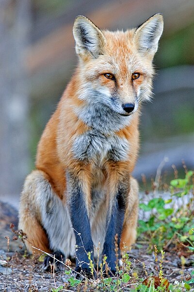 File:Red fox.jpg