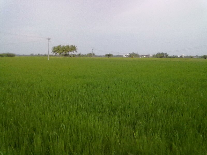 File:Regunathapuram farm.jpg