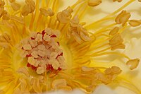 Yellow rose, showing stigmas (centre) and stamens with pollen