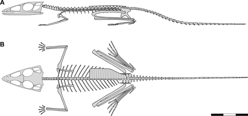 File:Scleromochlus skeletal.png