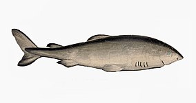 The Greenland shark lives longer than any other vertebrate