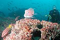 Diver, Hogfish and Parrotfish, Darwin Island.