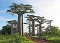 Мадагаскар, баобабы возле Morondava.