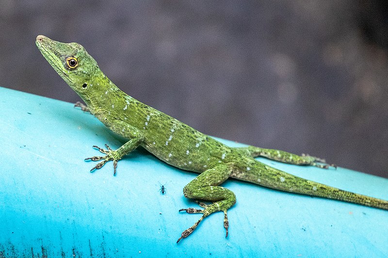 File:Anolis punctatus 180509573.jpg