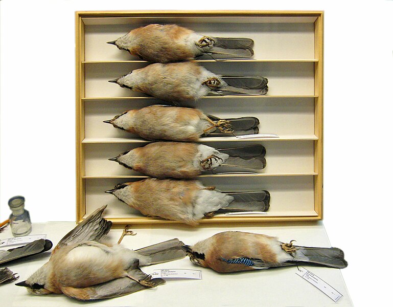 File:Berlin Naturkundemuseum tote Voegel.jpg