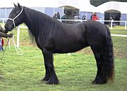 Black horses lack a functional Agouti protein, and produce black pigment in the entire coat.