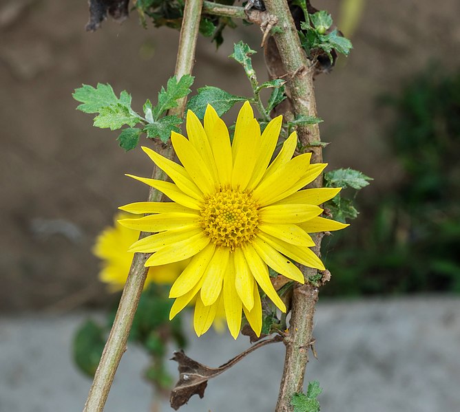 File:Chrysanthemum indicum 11012013.jpg