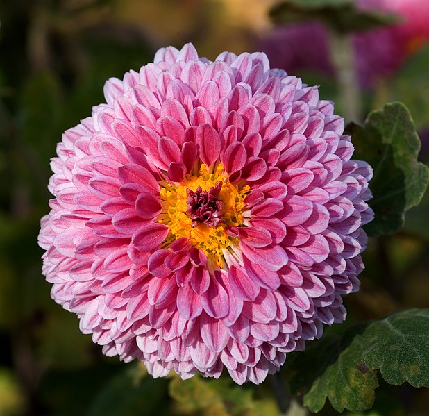 File:Chrysanthemum morifolium 08NOV.jpg