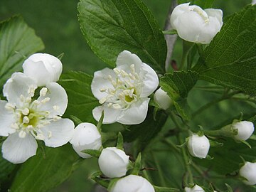 Flowers of a white-anthered form