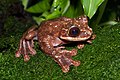 Image 13 Ecnomiohyla rabborum Photograph: Brian Gratwicke Rabbs' fringe-limbed treefrog (Ecnomiohyla rabborum) is a large species of frog originally found in the forest canopies of central Panama. Only discovered in 2005, the species is thought to be extinct in the wild; only one specimen, a male at the Atlanta Botanical Garden, survives. More selected pictures