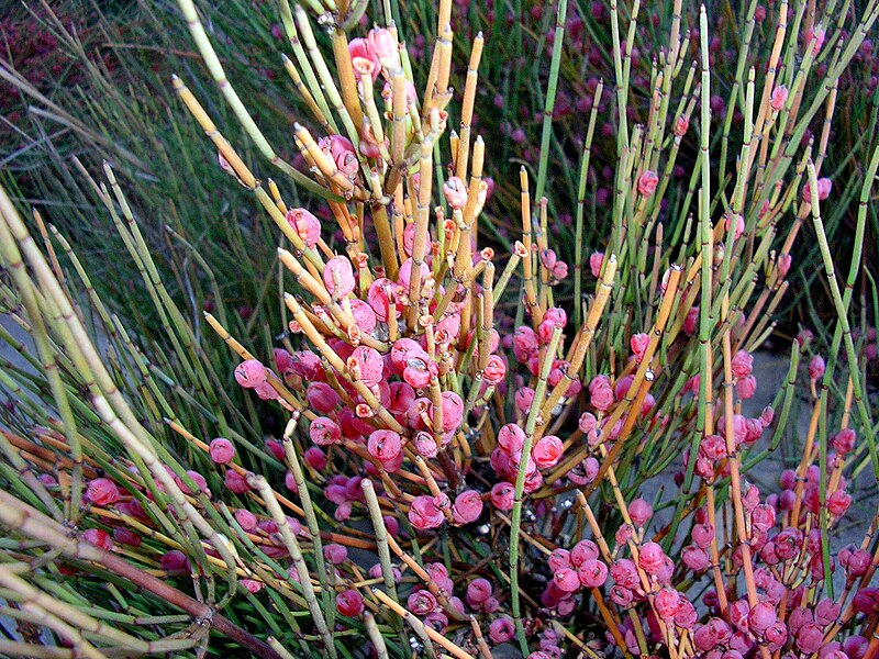 File:Ephedra fragilis 1.jpg