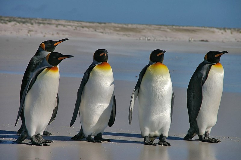 Файл:Falkland Islands Penguins 36.jpg