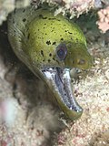 Thumbnail for Fimbriated moray