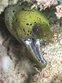 Fimbriated moray