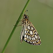 Specimen in southern France