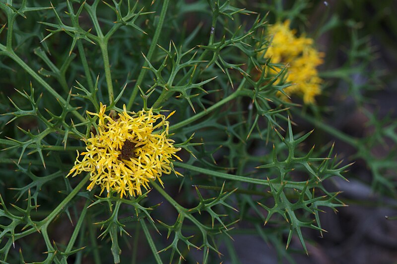 File:Isopogon ceratophyllus.jpg