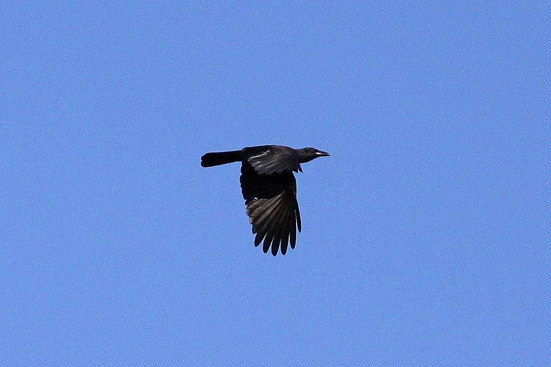 File:Jamaican crow.jpg