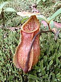 Thumbnail for Nepenthes papuana