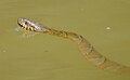 Nerodia sipedon swimming in the Potomac at Harpers Ferry in the United States