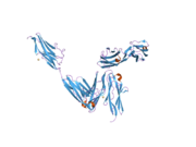 2a38: Crystal structure of the N-Terminus of titin