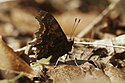 A comma butterfly showing it irregular wing outline