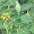 Rose-ringed Parakeet (Psittacula krameri)