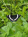 White Admiral in Saskatoon, Saskatchewan, Canada.