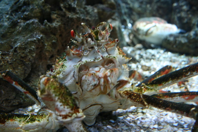 File:Shedd Crab.JPG