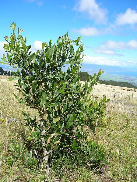 Archivo:Starr 050818-4062 Acacia melanoxylon.jpg