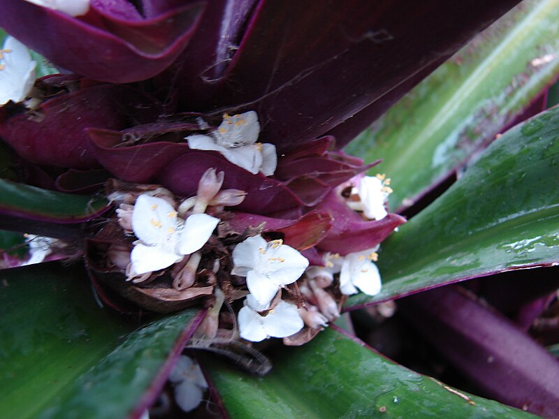 File:Starr 080607-7174 Tradescantia spathacea.jpg