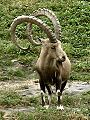 Nubian ibex