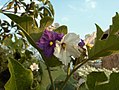 Flowers of the Thai eggplant