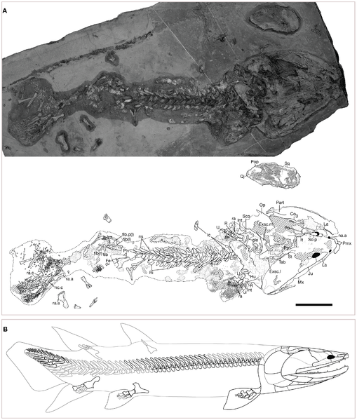 File:Tinirau clackae.png