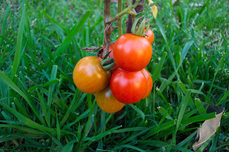 File:Tomato grass backdrop.jpg