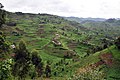 Image 39Coffee fields in southwestern Uganda (from Uganda)