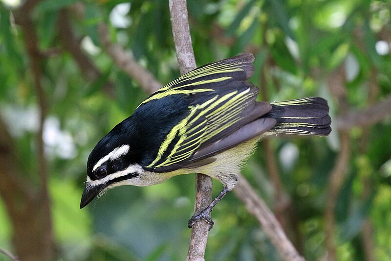 File:Yellow-rumped Tinkerbird.jpg