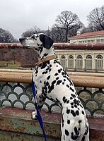 Dalmatian