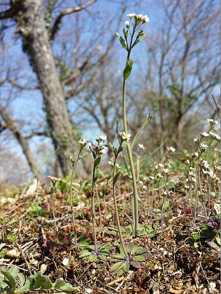 File:Arabidopsis thaliana sl12.jpg