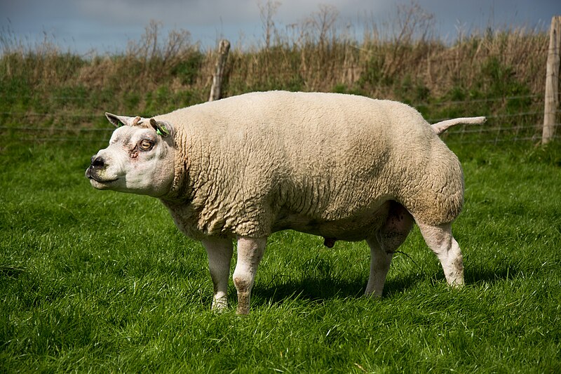 File:Bélier texel.jpg