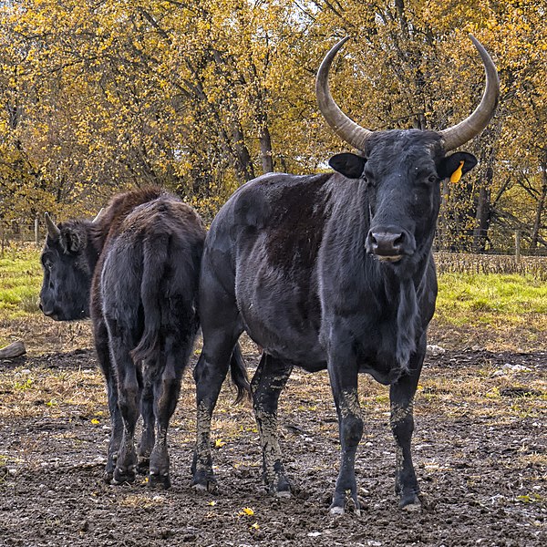 Файл:Beefalo (21884654683) 2.jpg